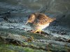 Purple Sandpiper at Southend Seafront (Steve Arlow) (132844 bytes)